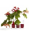 Sienna Nail Polish